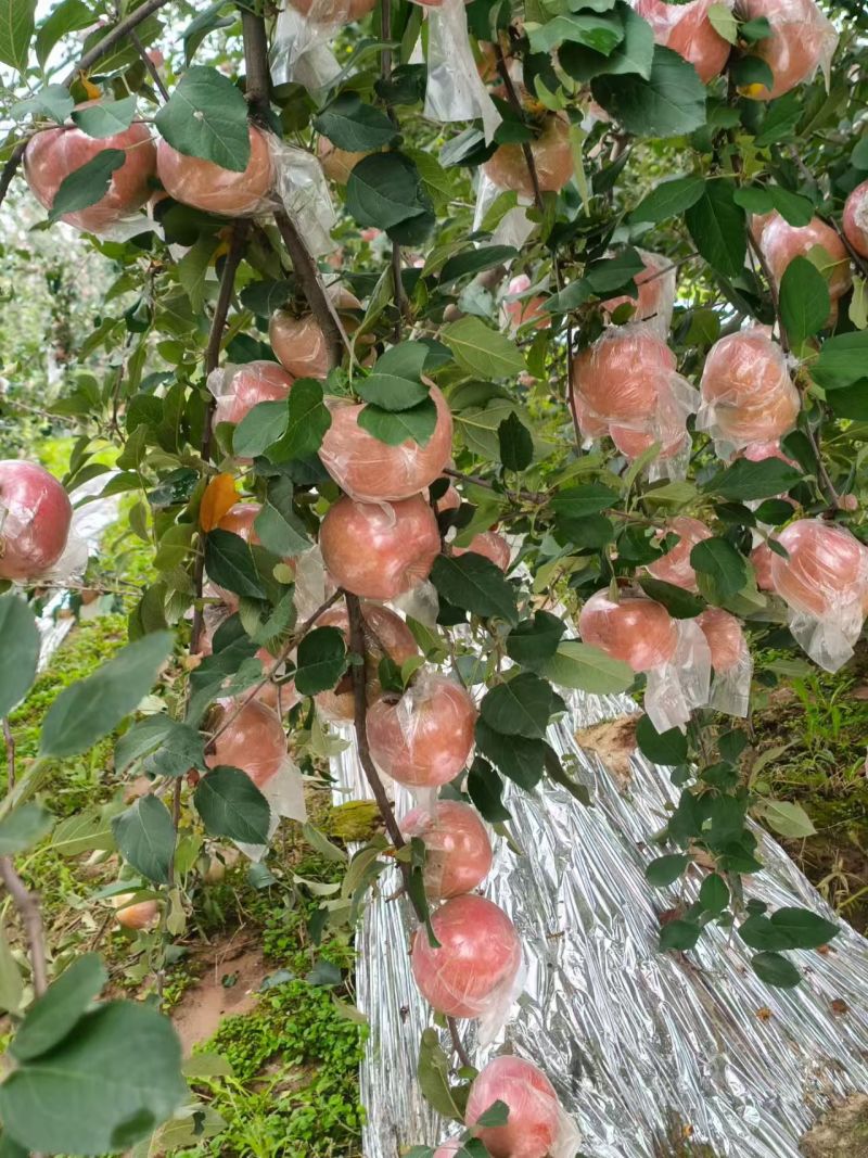 石家庄种植基地，红富士苹果，纸加膜，膜袋苹果