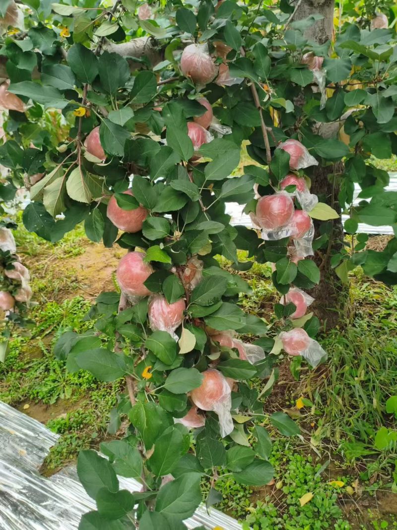 石家庄种植基地，红富士苹果，纸加膜，膜袋苹果