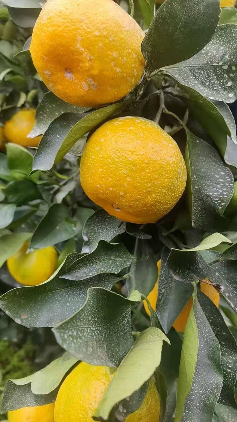 《新津甜蜜橘》四川蜜橘/产地货源/电商，市场，直播货源