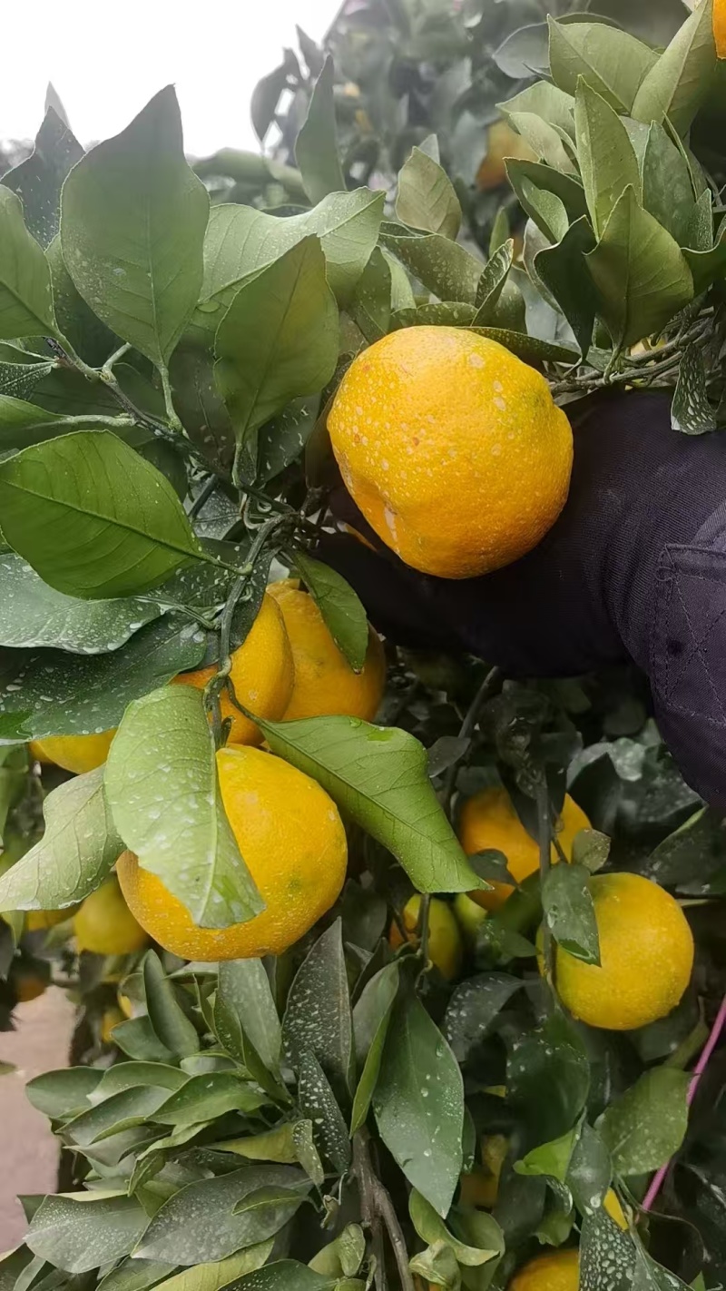 《新津甜蜜橘》四川蜜橘/产地货源/电商，市场，直播货源