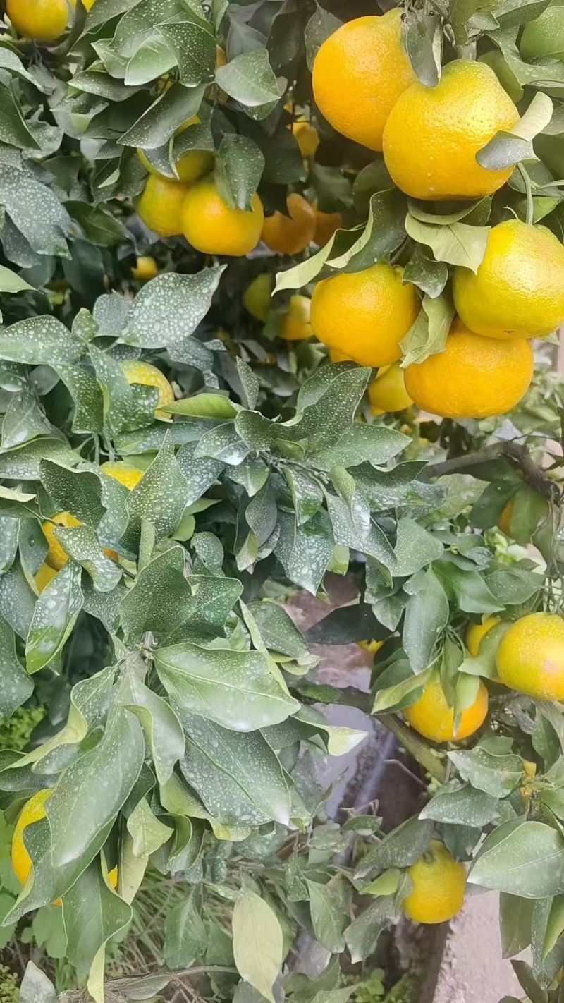 《新津甜蜜橘》四川蜜橘/产地货源/电商，市场，直播货源