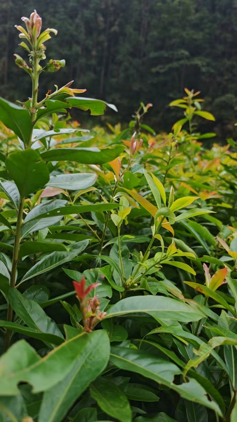 木荷裸根苗，产地一手货源，规格0.3以上，可视频看货
