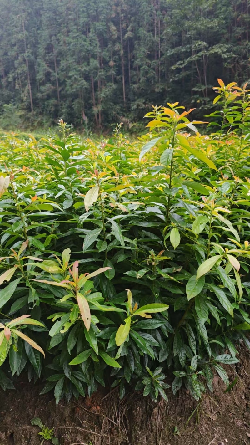 木荷裸根苗，产地一手货源，规格0.3以上，可视频看货