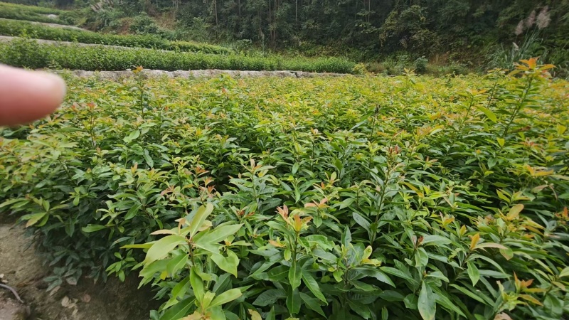 木荷裸根苗，产地一手货源，规格0.3以上，可视频看货