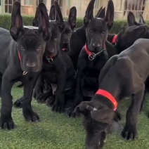 纯种黑狼犬看家护院放牧牛羊疫苗驱虫齐全
