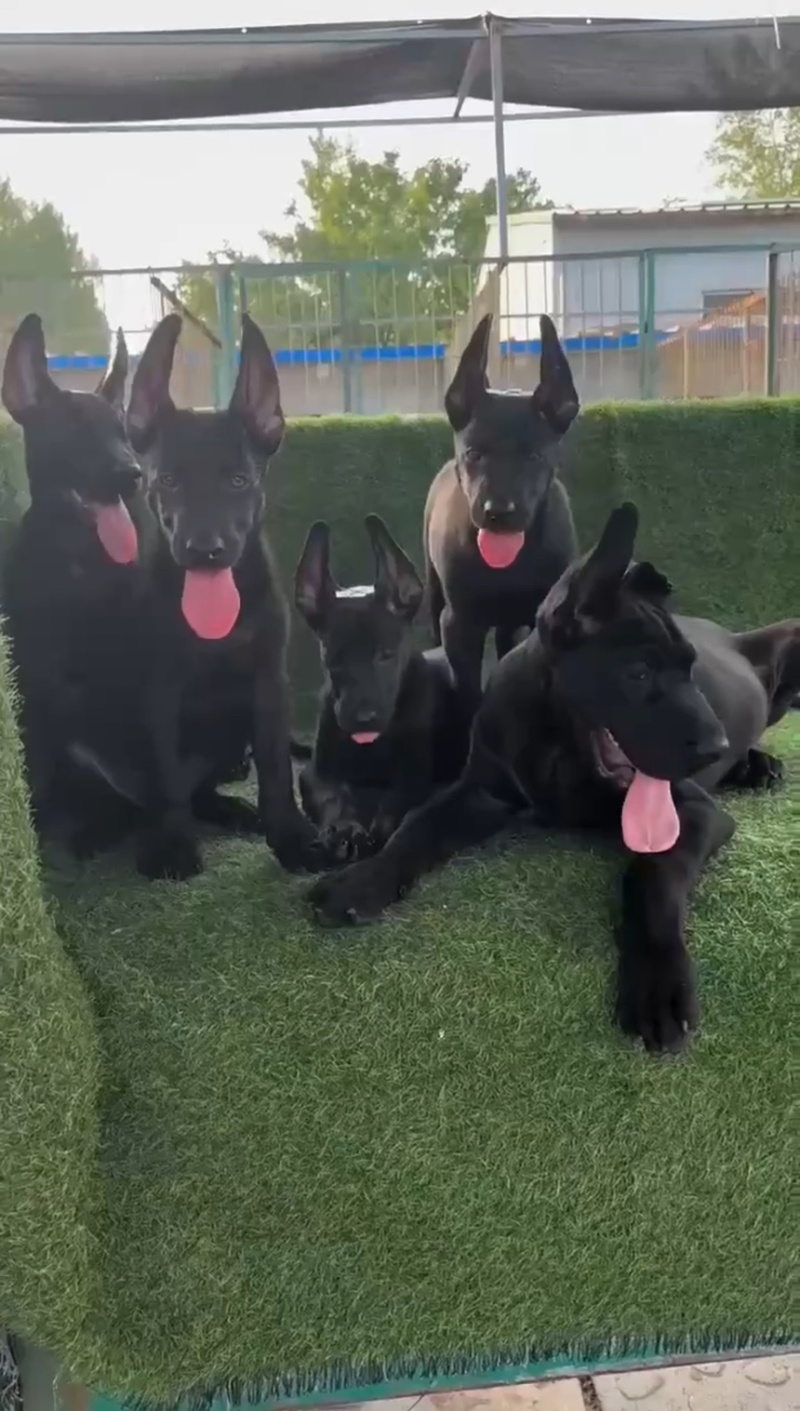 纯种黑狼犬看家护院放牧牛羊疫苗驱虫齐全