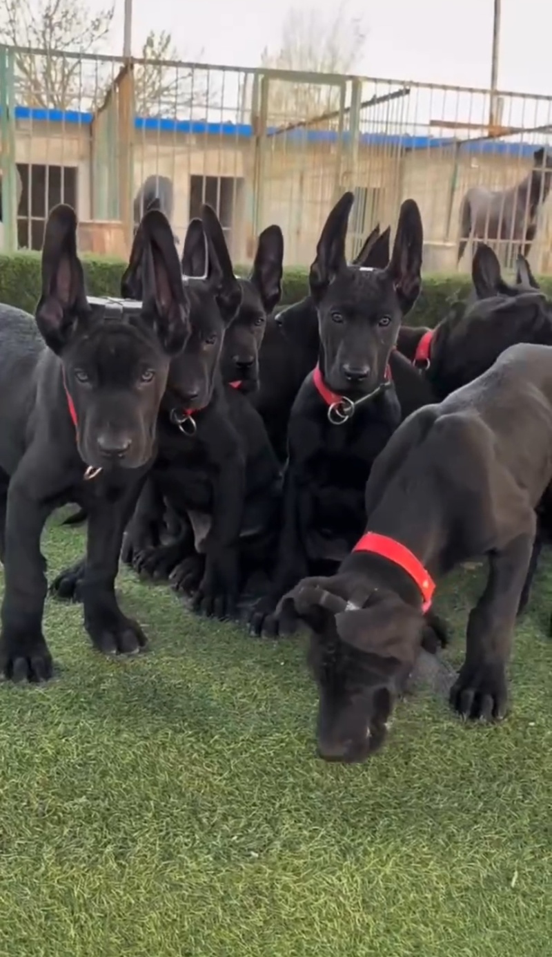 纯种黑狼犬看家护院放牧牛羊疫苗驱虫齐全