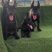 纯种黑狼犬看家护院放牧牛羊疫苗驱虫齐全