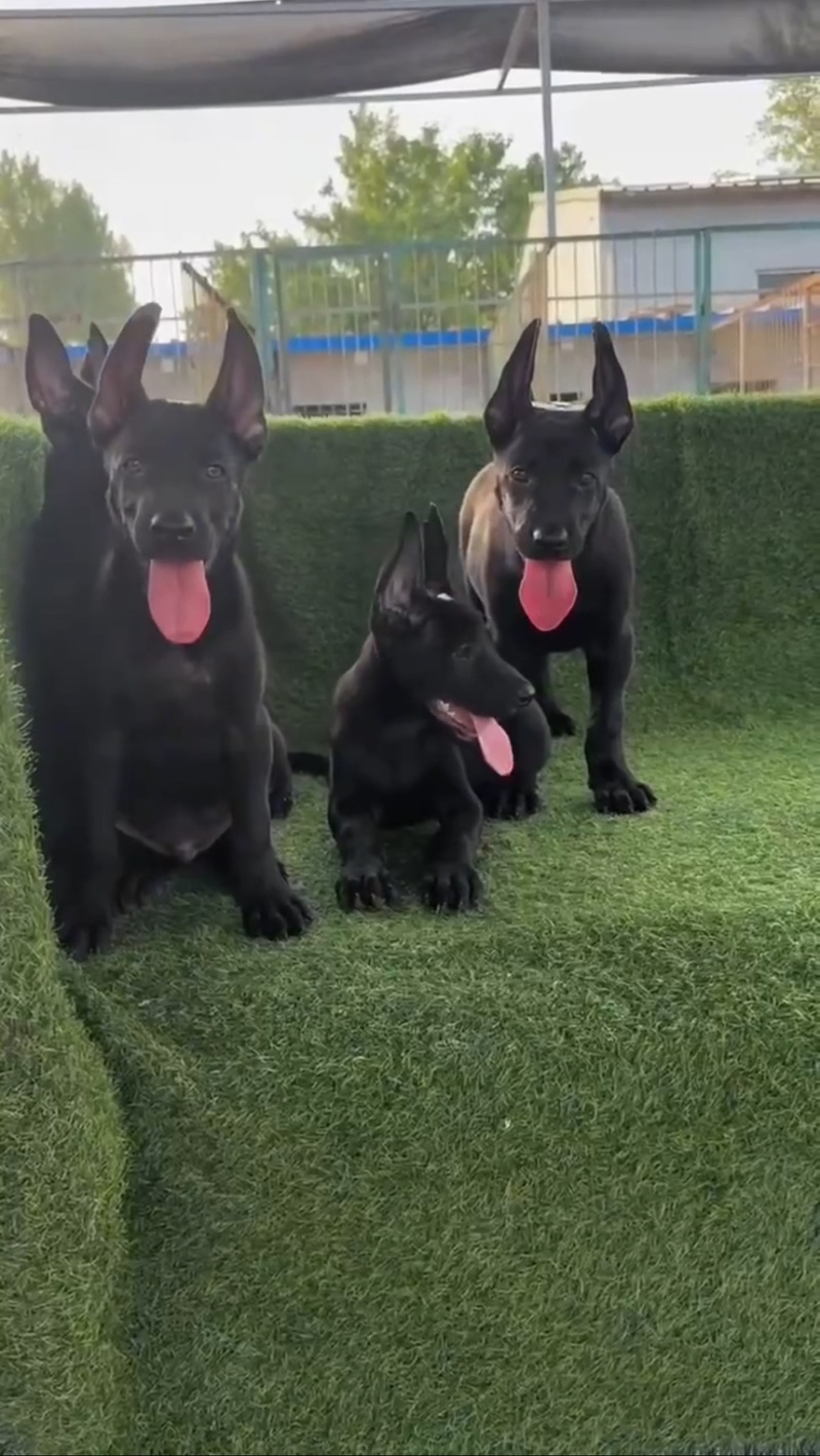 纯种黑狼犬看家护院放牧牛羊疫苗驱虫齐全