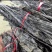 【推荐】福建海带霞浦海带。产地直发保质保量电商团购批