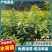 木荷裸根苗，产地一手货源，规格0.3以上，可视频看货