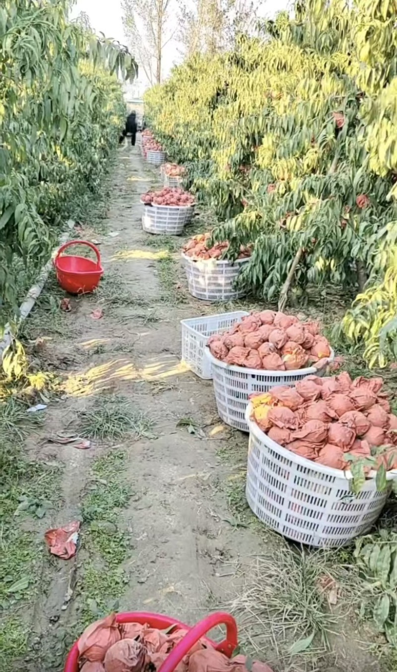 映霜红冬桃
