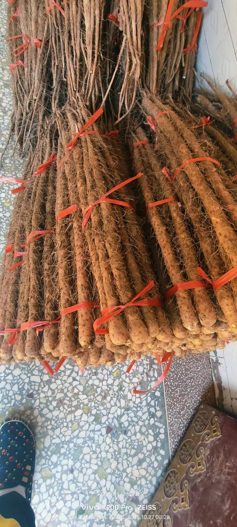 铁棍山药，对接各种商超，产地直发，大量供应
