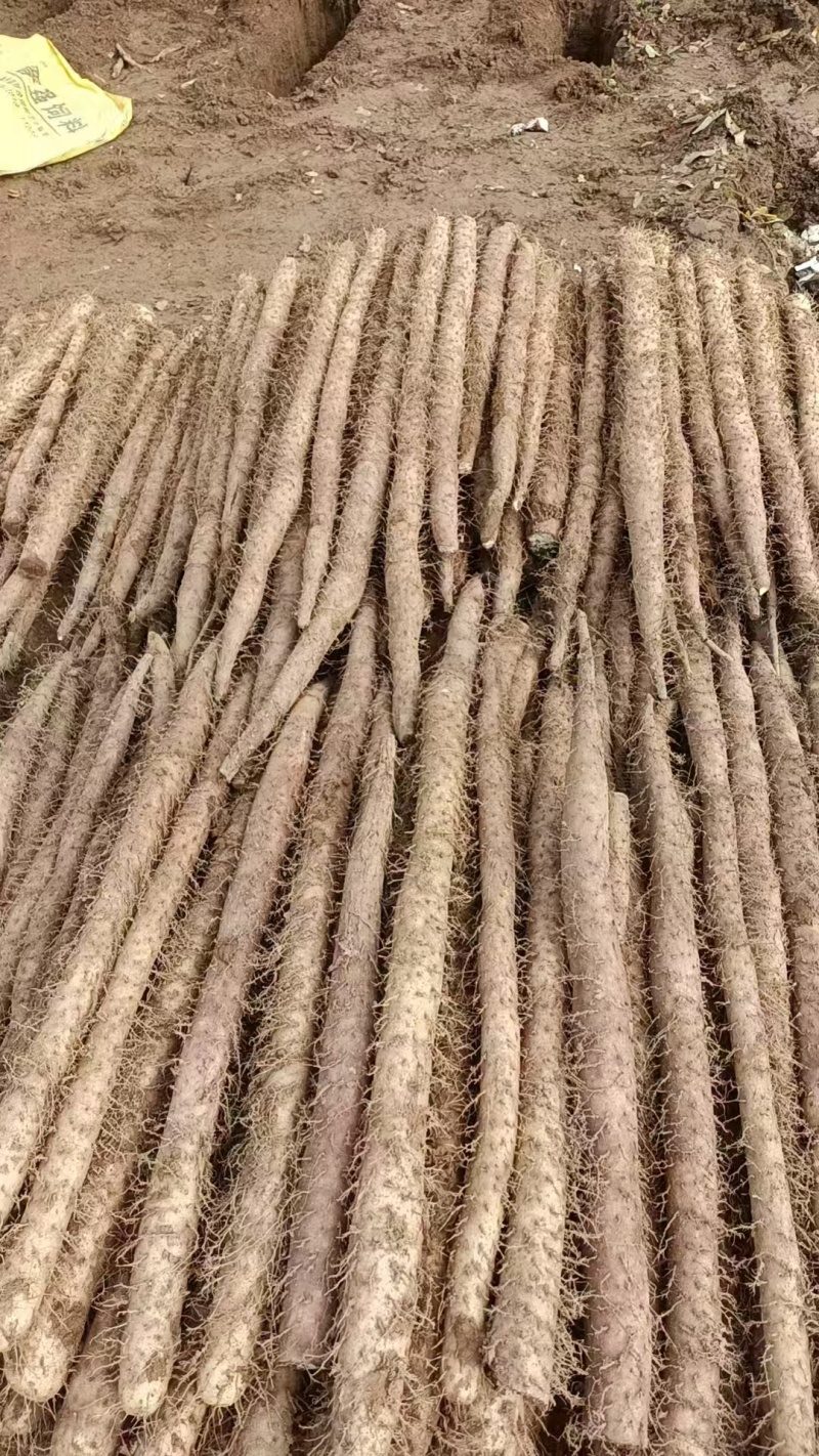 铁棍山药，对接各种商超，产地直发，大量供应