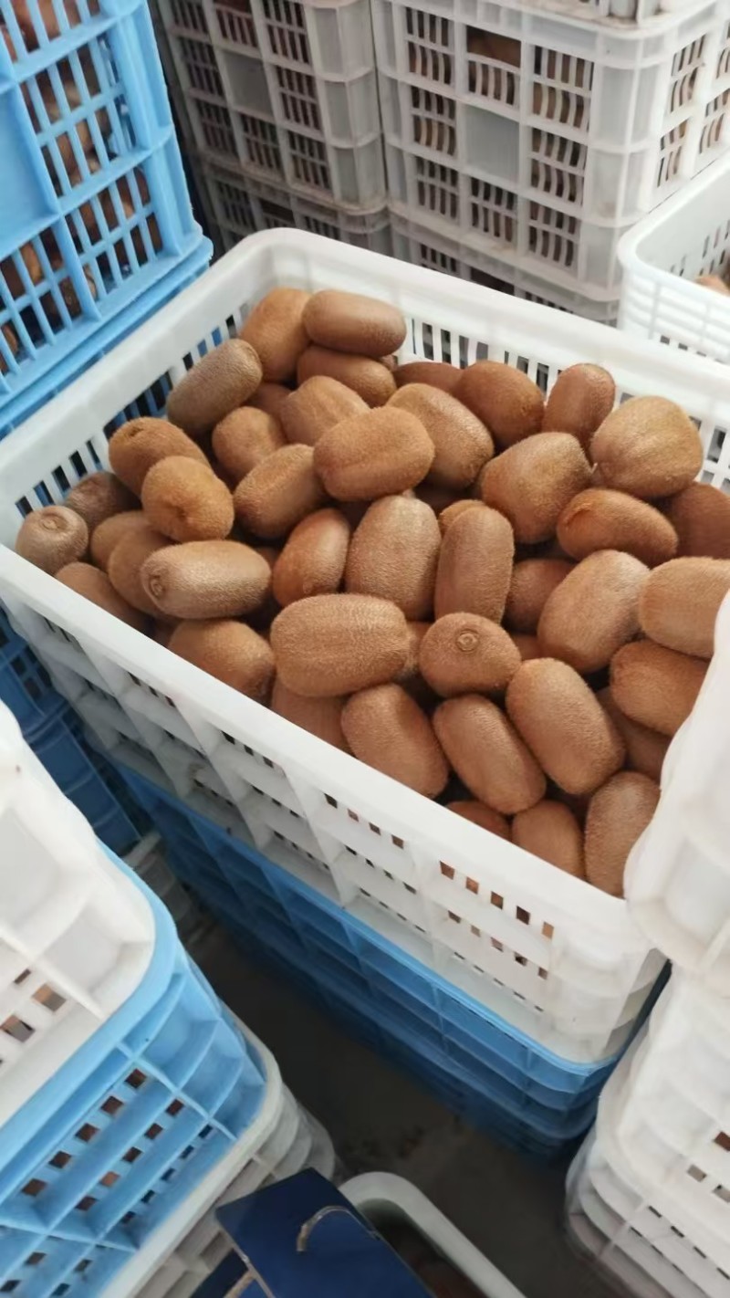 贵州修文绿心猕猴桃大量接单产地直发量大从优欢迎来电