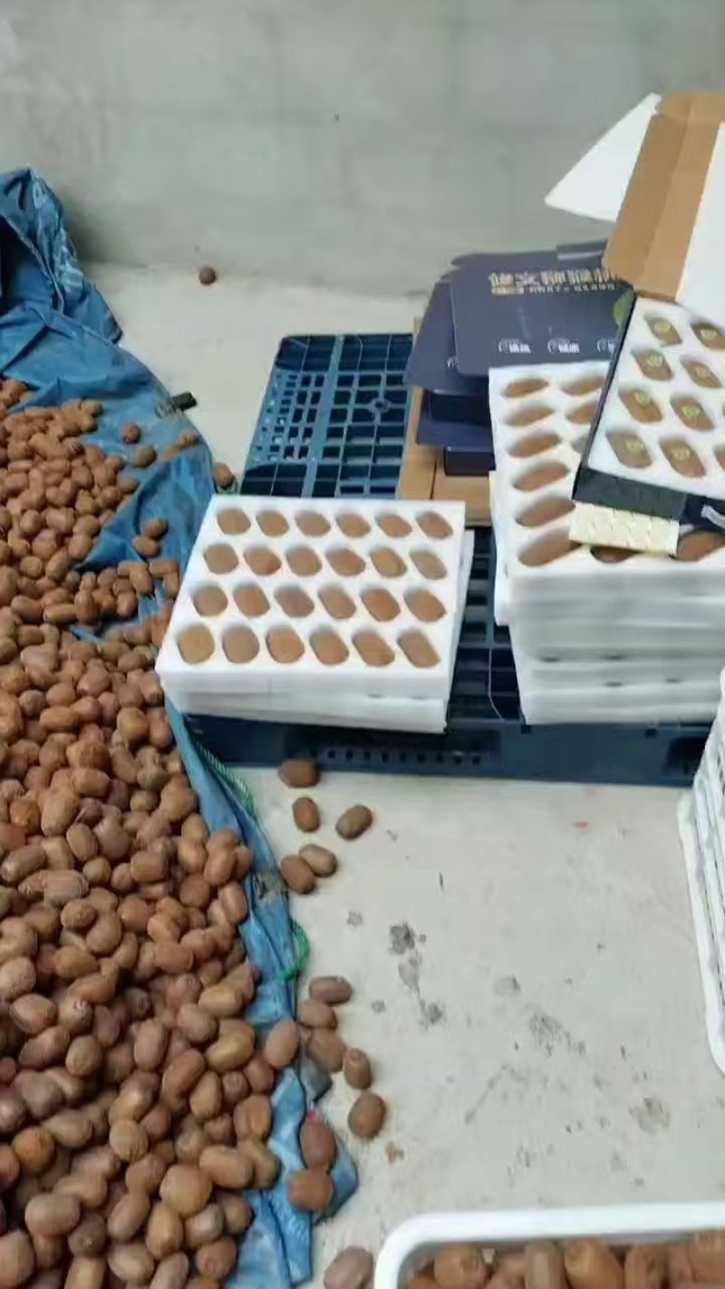 贵州修文绿心猕猴桃大量接单产地直发量大从优欢迎来电