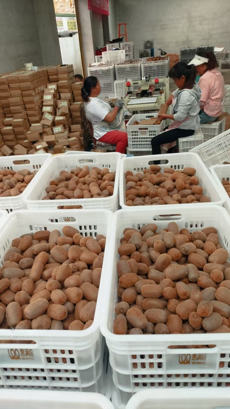 贵州修文绿心猕猴桃大量接单产地直发量大从优欢迎来电