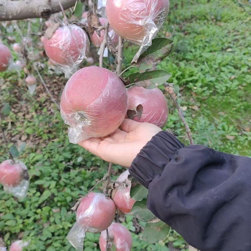 精品红富士苹果一手货源质量保证量大从优诚信经营欢迎咨询