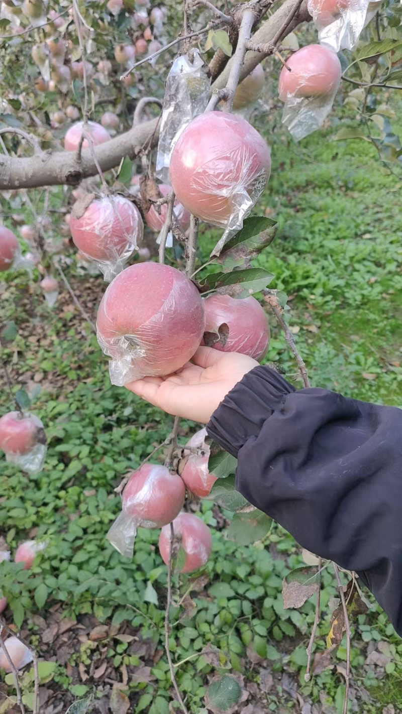 精品红富士苹果货源充足量大从优质量保证产地直发欢迎咨询