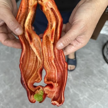 七彩云南辣椒