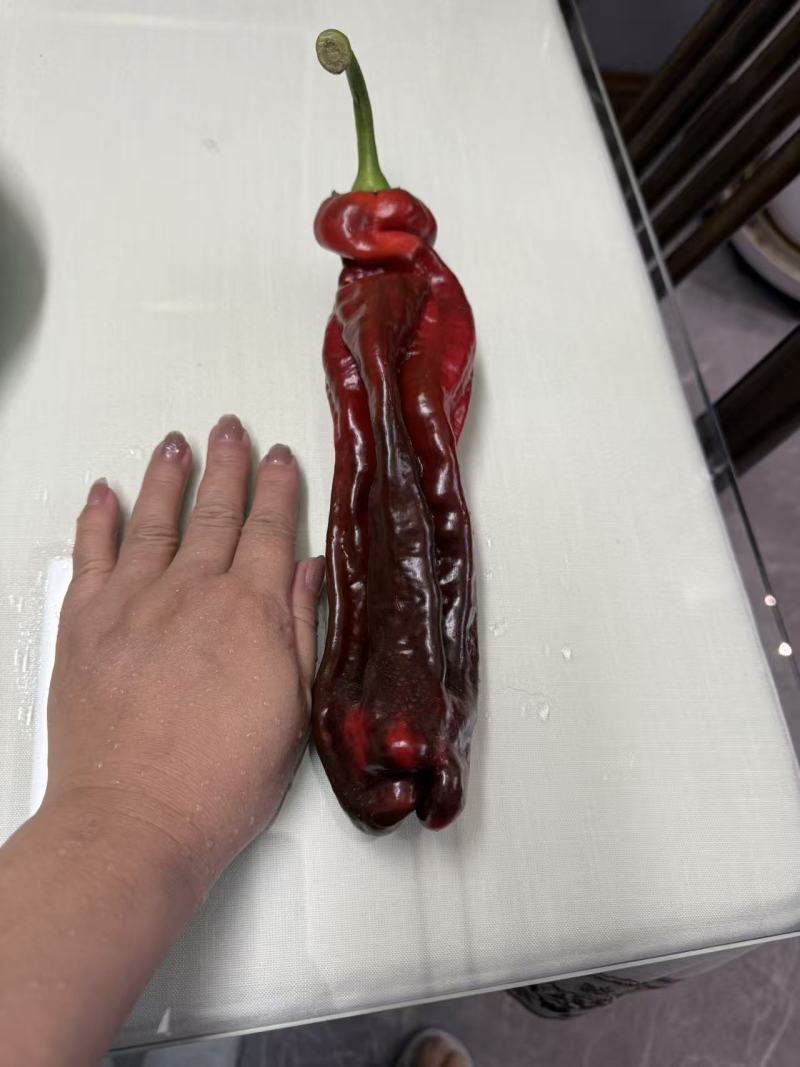 七彩云南辣椒