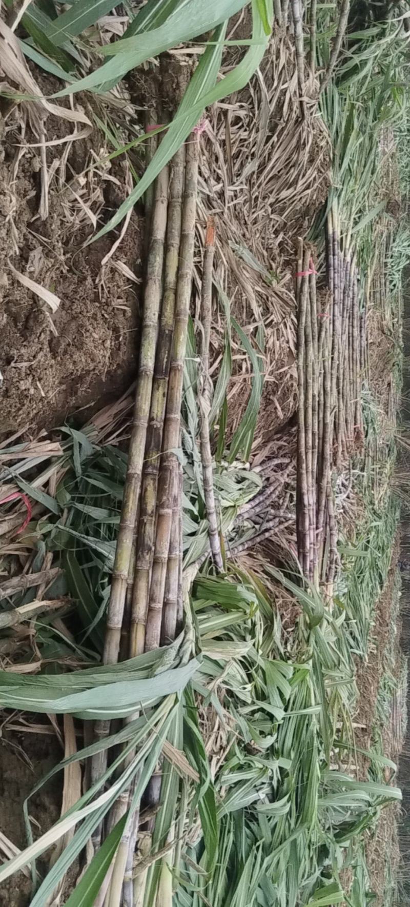 每梱十根，五十斤以上