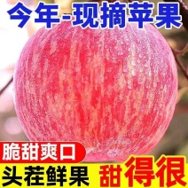 甘肃高原富士苹果