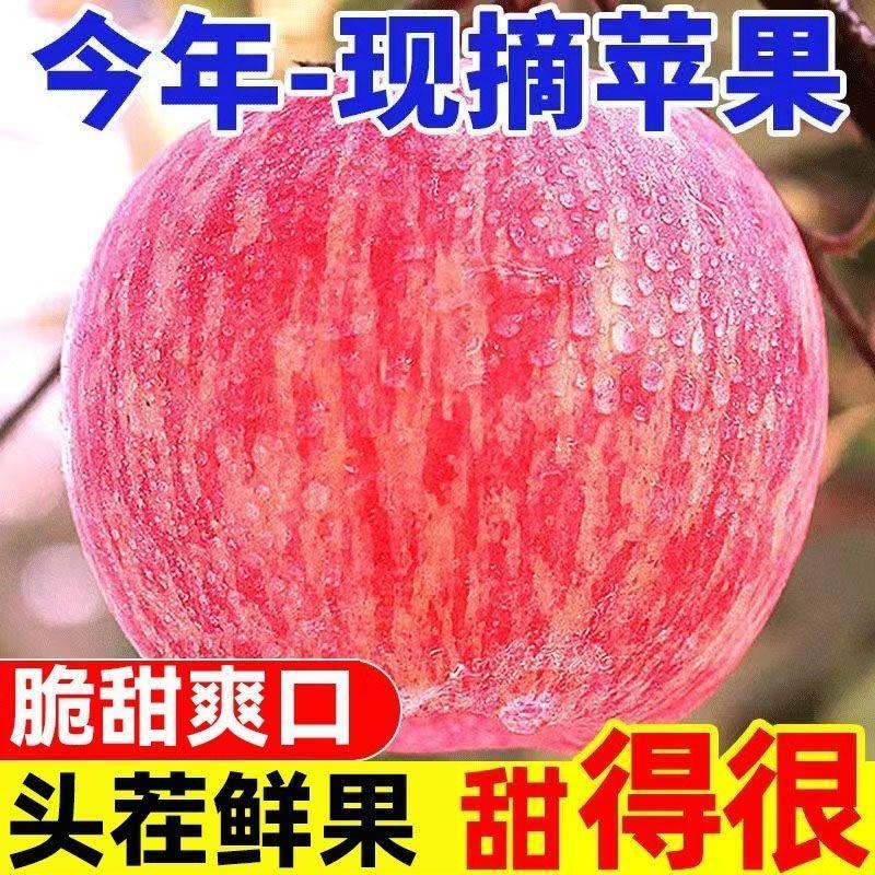 甘肃高原富士苹果