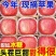 甘肃高原富士苹果