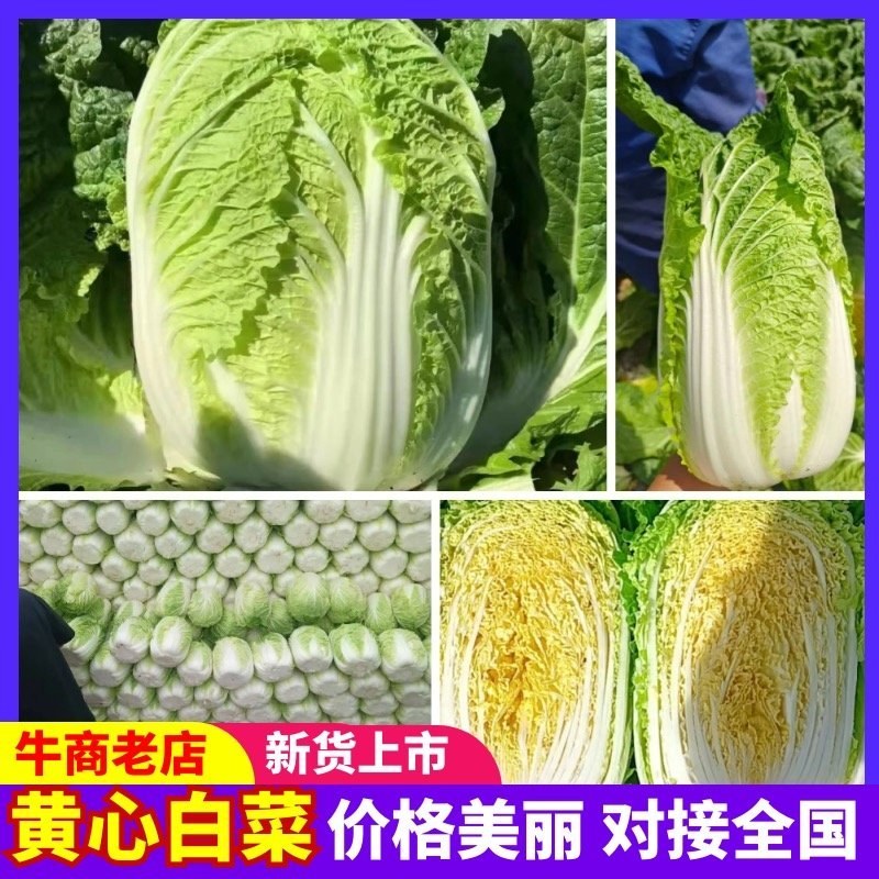 精品大白菜