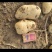 [黄心土豆]河南基地，大量现货供应，欢迎来电咨询