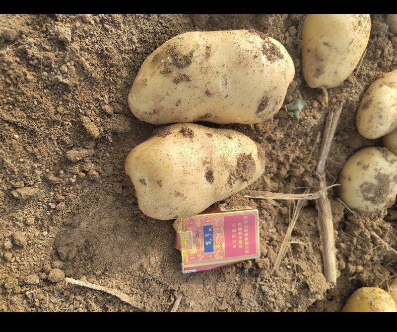 [黄心土豆]河南基地，大量现货供应，欢迎来电咨询