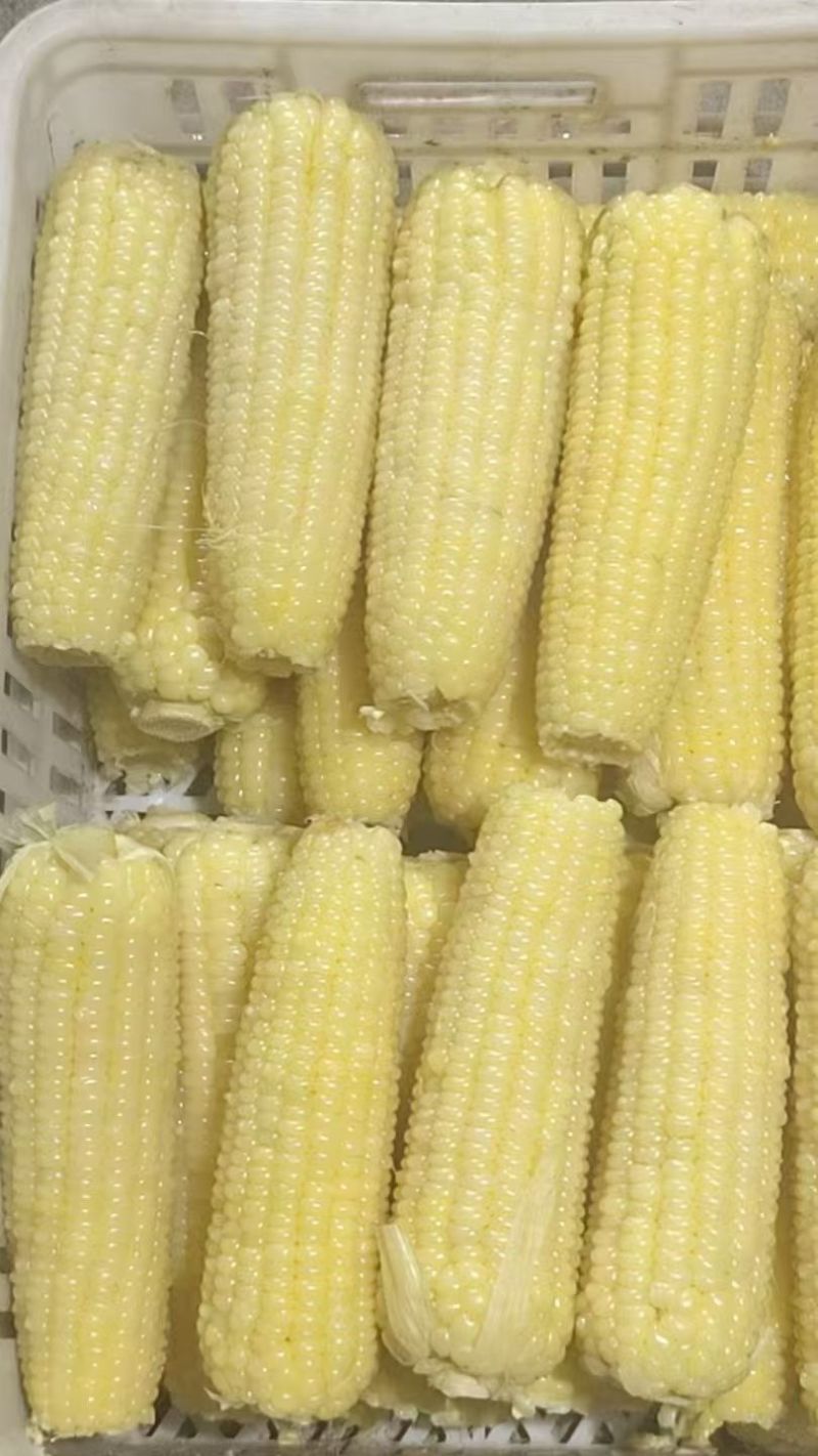 东北糯玉米-白