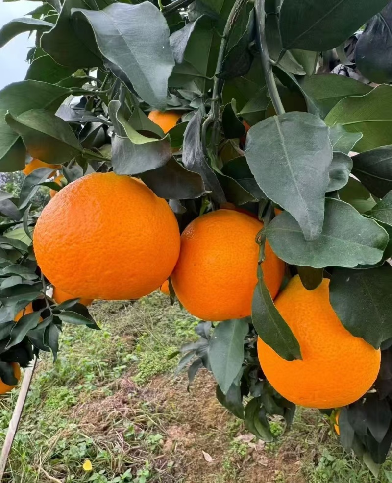 爱媛果冻橙