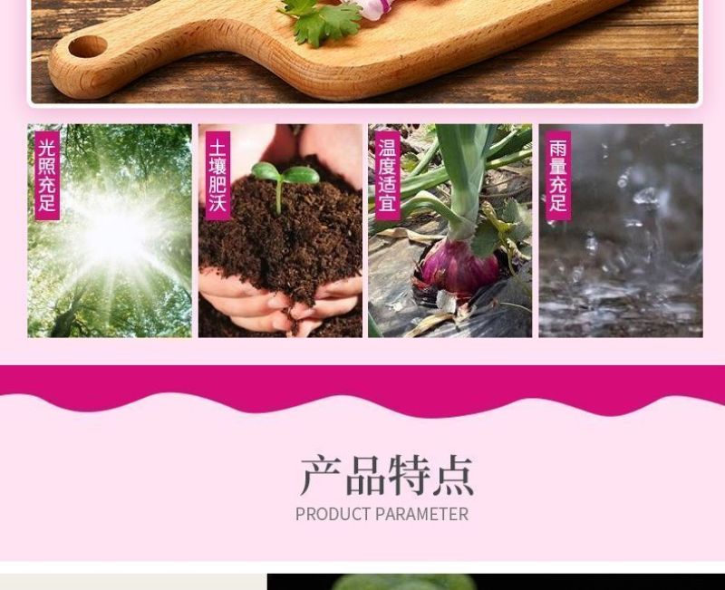 包邮【山东产地直发】正宗当季紫红皮洋葱新鲜水果洋葱紫皮葱