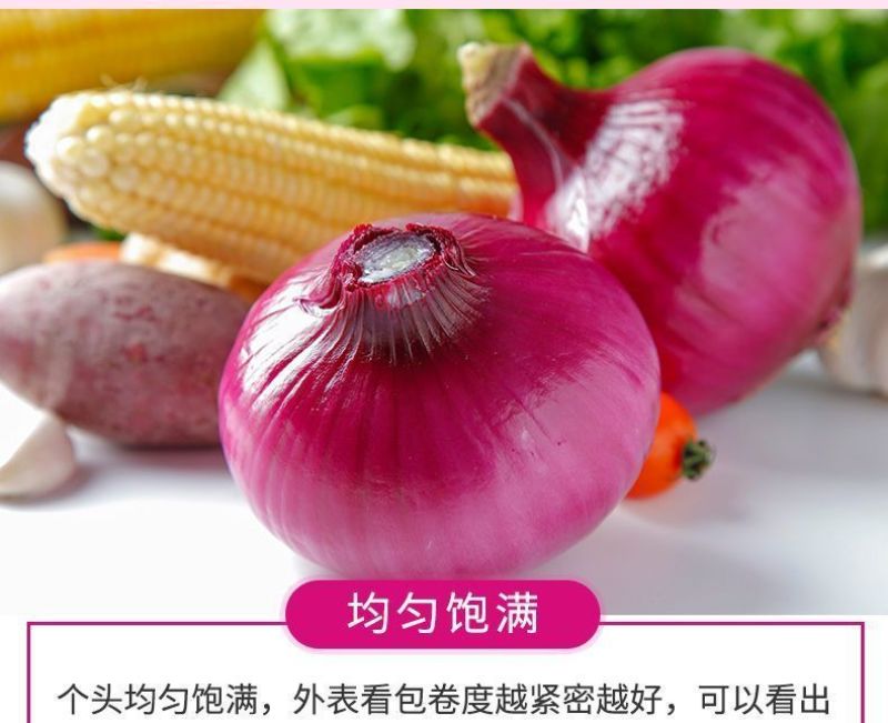 包邮【山东产地直发】正宗当季紫红皮洋葱新鲜水果洋葱紫皮葱
