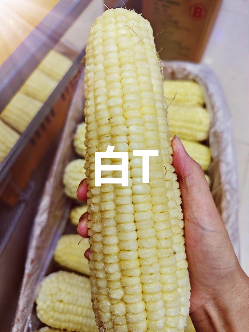 东北糯玉米-白
