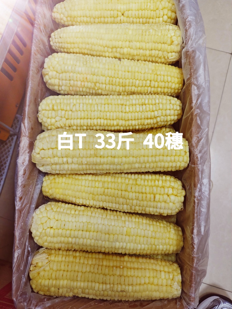 东北糯玉米-白