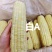 东北糯玉米-白