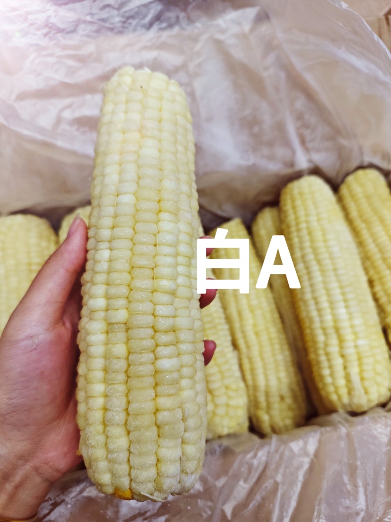 东北糯玉米-白