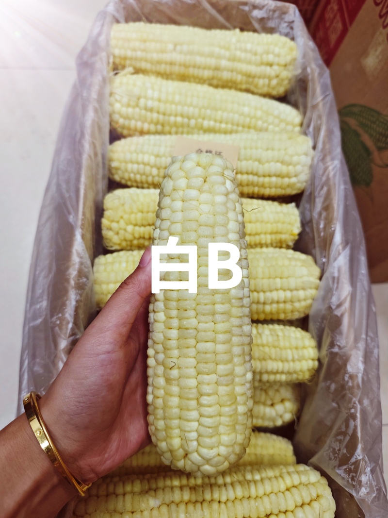 东北糯玉米-白