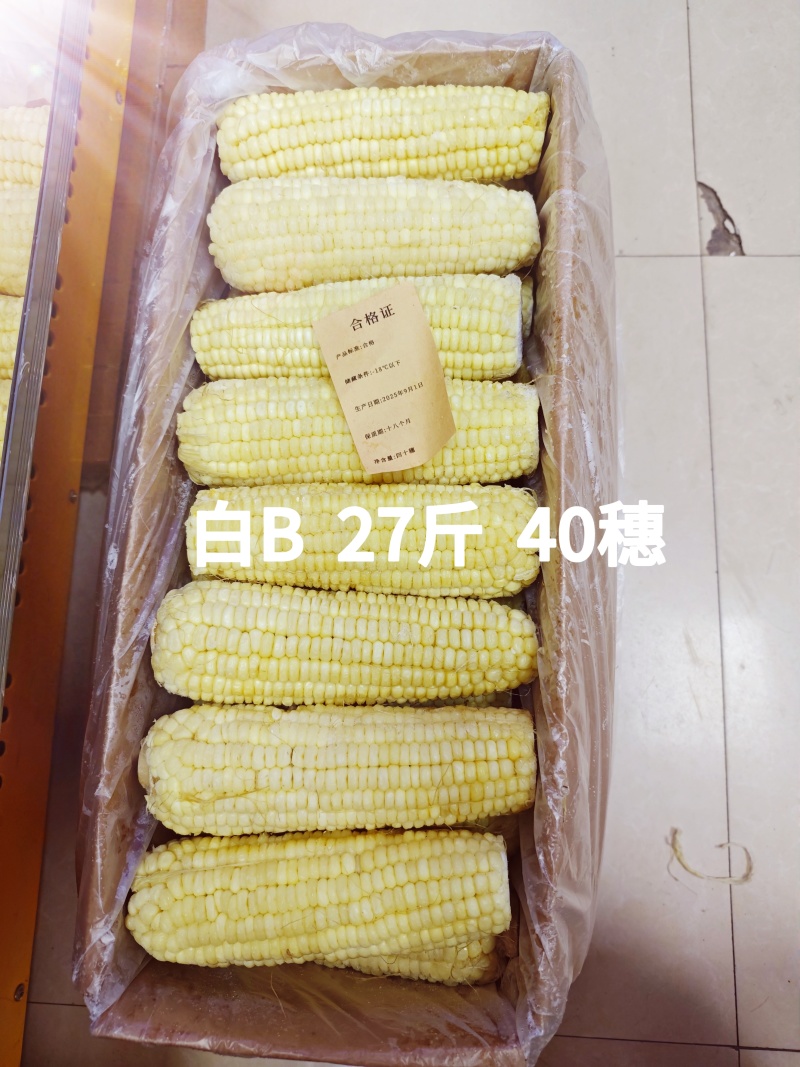 东北糯玉米-白