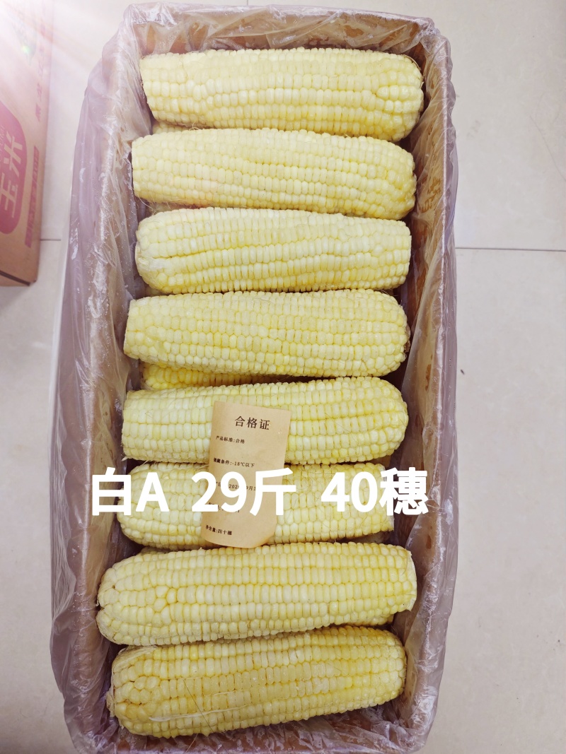 东北糯玉米-白