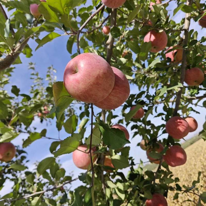 新疆大漠冰糖心苹果，一件代发，对接所有平台