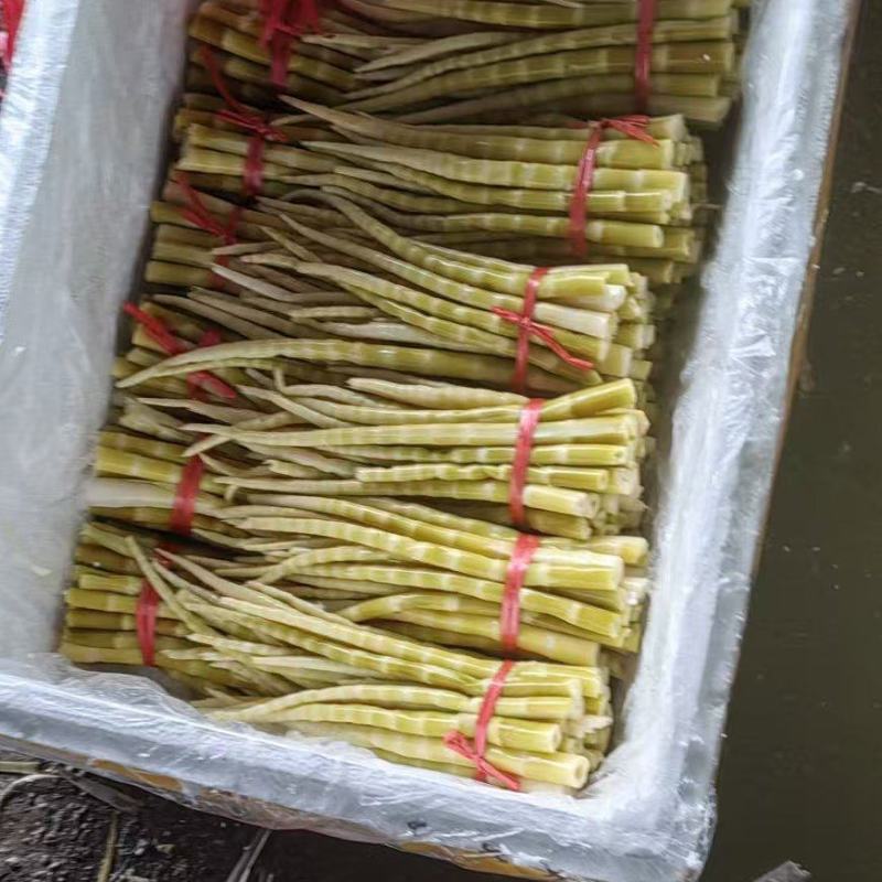 湖南怀化一手货源刺竹笋新鲜上市价格美丽对接全国量大从优