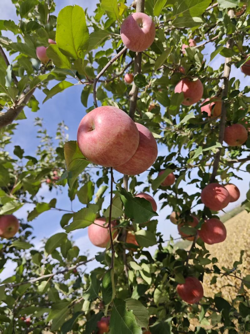 新疆大漠冰糖心苹果，一件代发，对接所有平台
