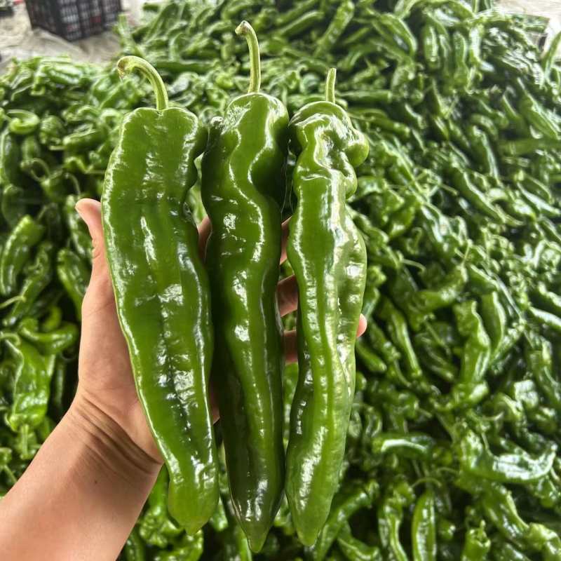 砀山鲜辣椒螺丝椒薄皮椒301泡椒线椒货源稳定代收