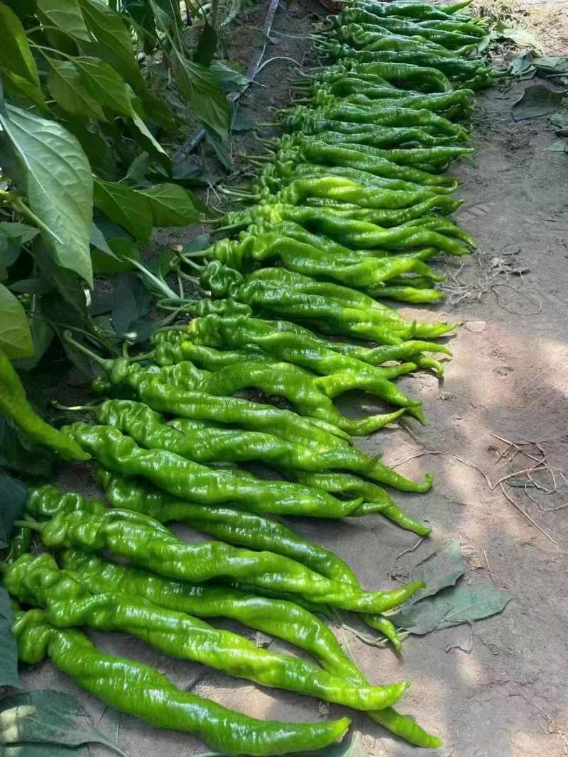 砀山鲜辣椒螺丝椒薄皮椒301泡椒线椒货源稳定代收