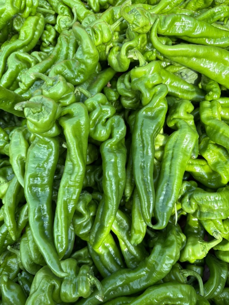 砀山鲜辣椒螺丝椒薄皮椒301泡椒线椒货源稳定代收