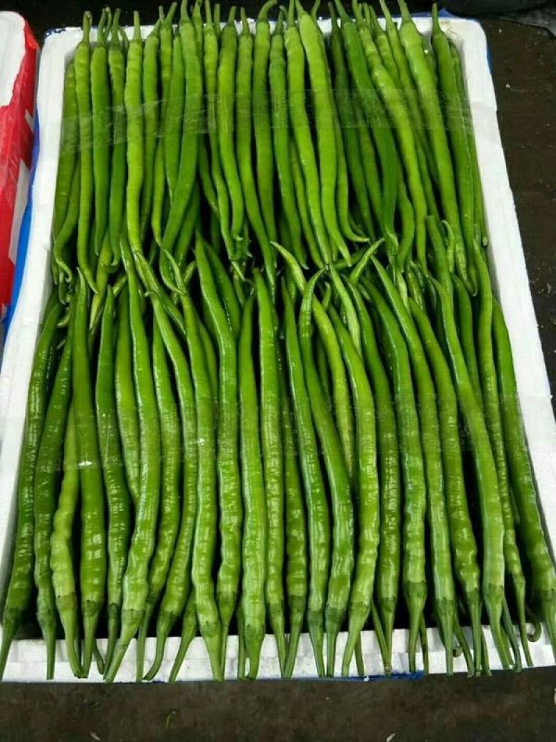砀山鲜辣椒螺丝椒薄皮椒301泡椒线椒货源稳定代收